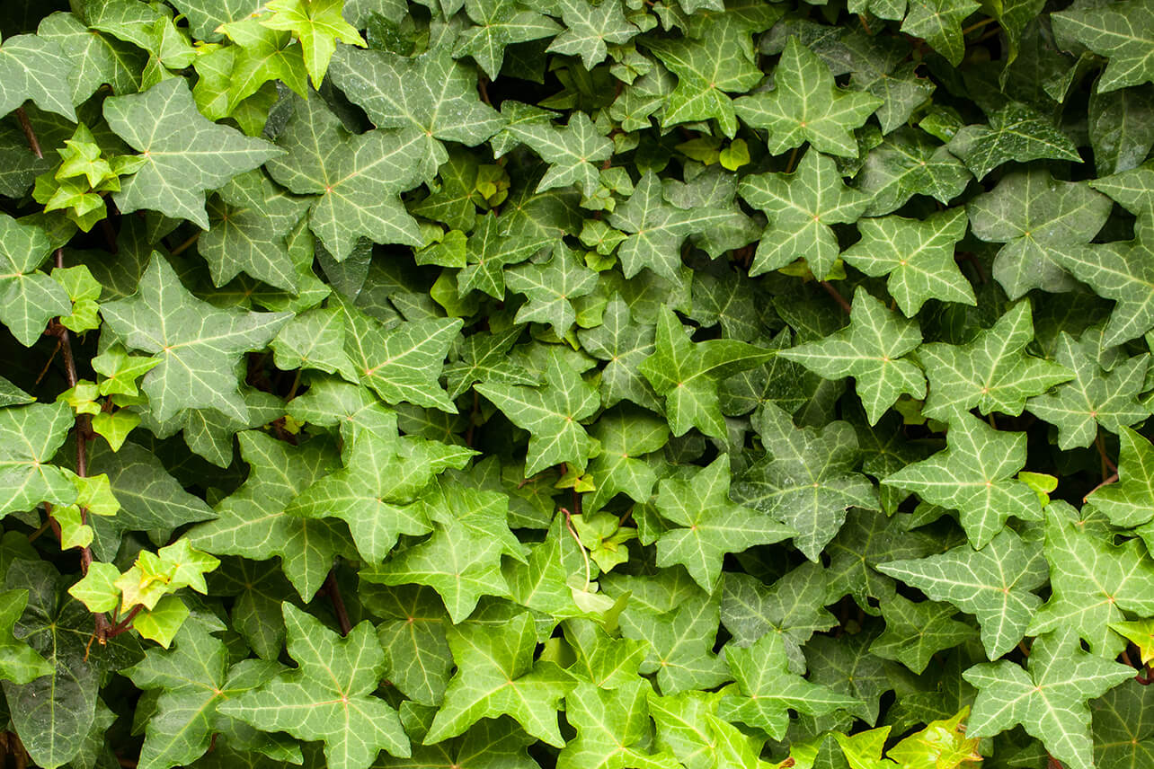 English Ivy Herb