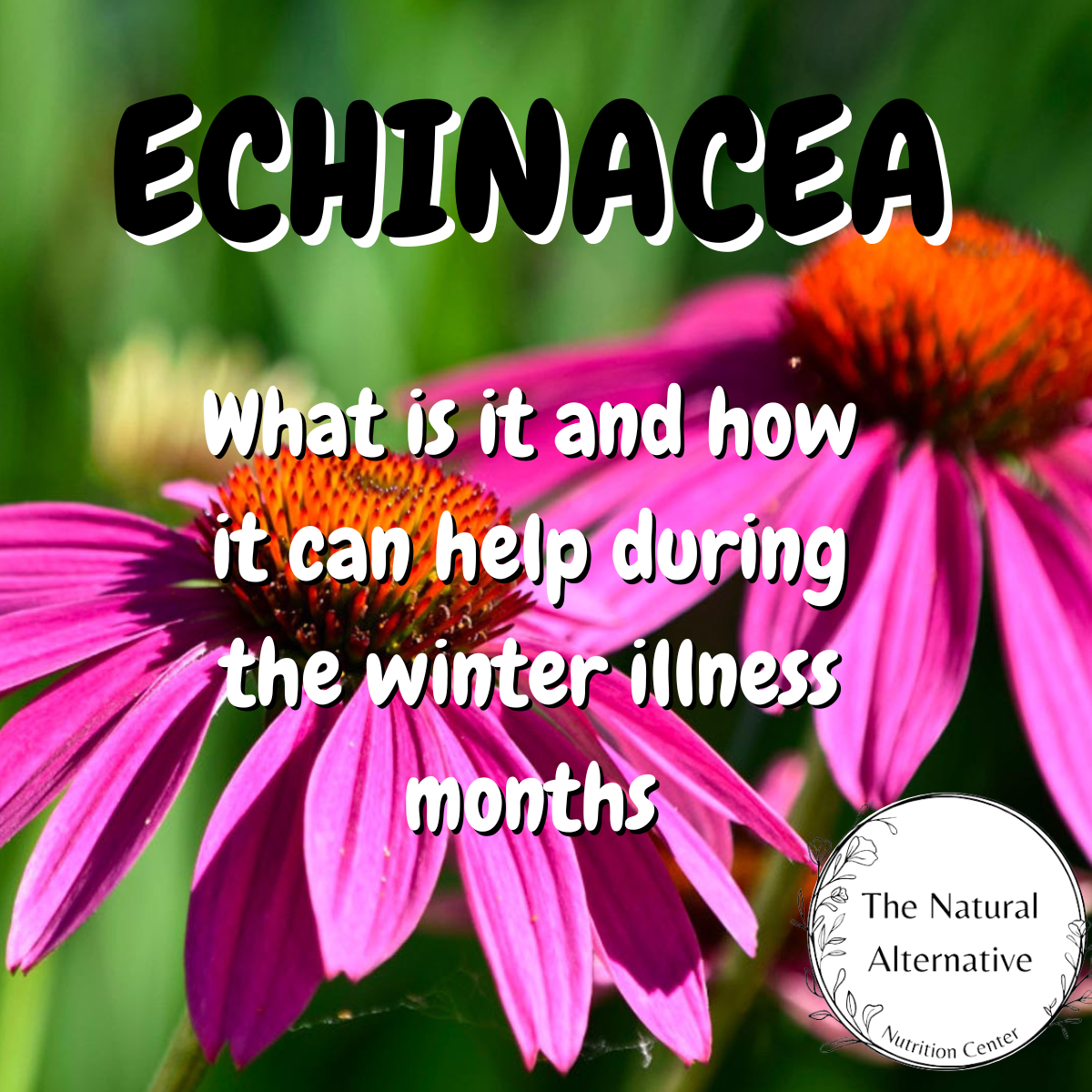 Echinacea in the Winter