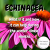 Echinacea in the Winter