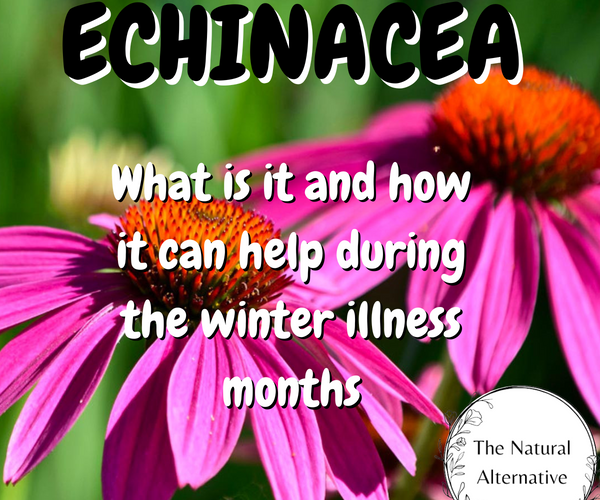 Echinacea in the Winter – The Natural Alternative