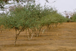 Acacia Herb