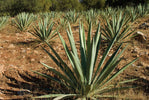 Agave Herb