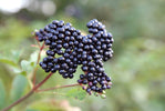 Black Elderberry Herb