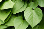 Kava Herb