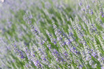 Lavender Herb