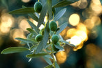 Olive Herb